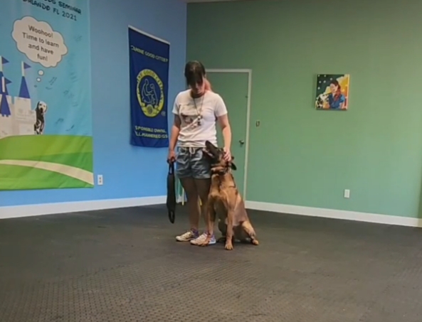 Transitions in Heeling showcased by trainer and Malinois