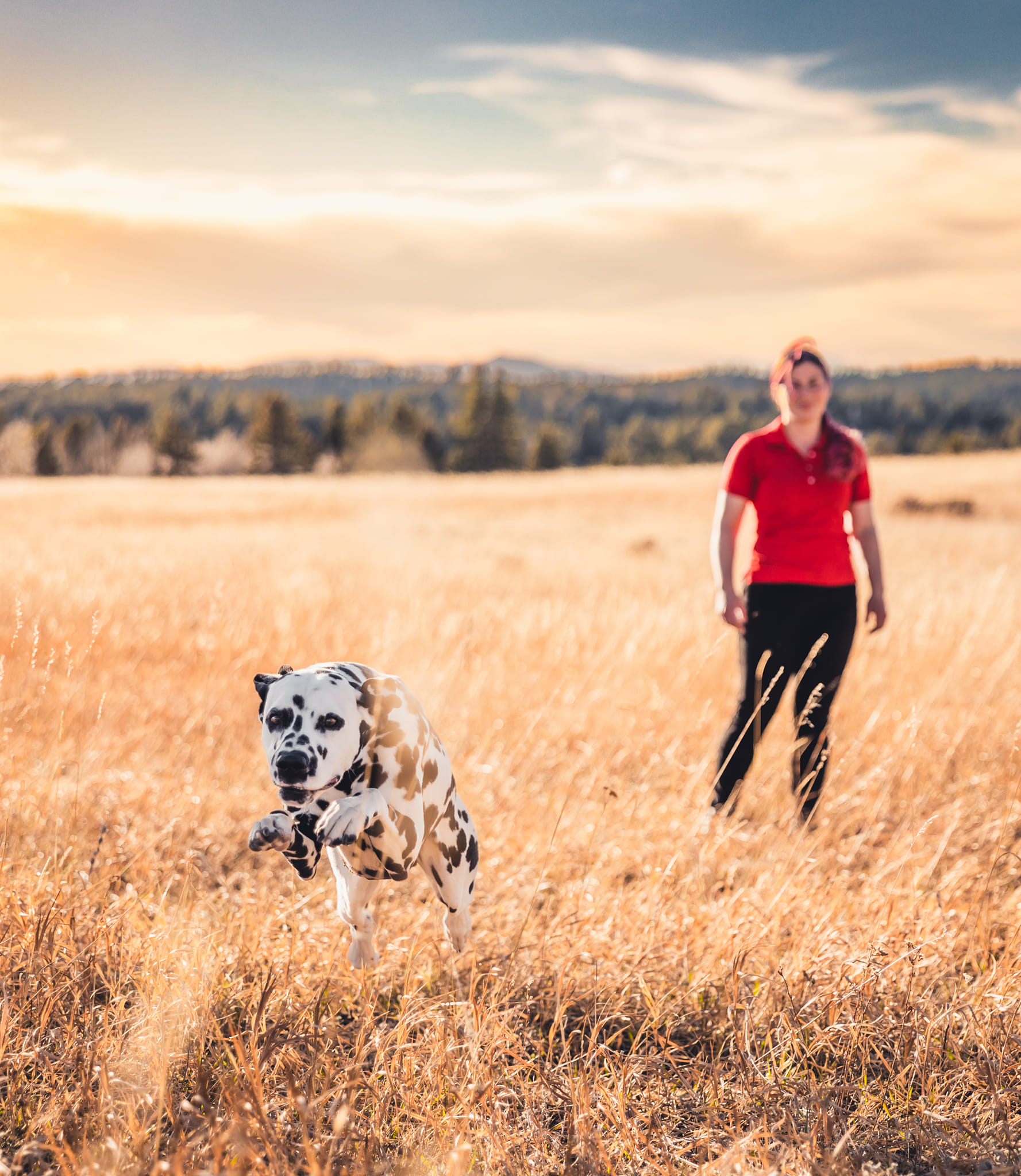 Dalmatian runs off-leash towards camera on beautiful outdoor field with trainer in the background