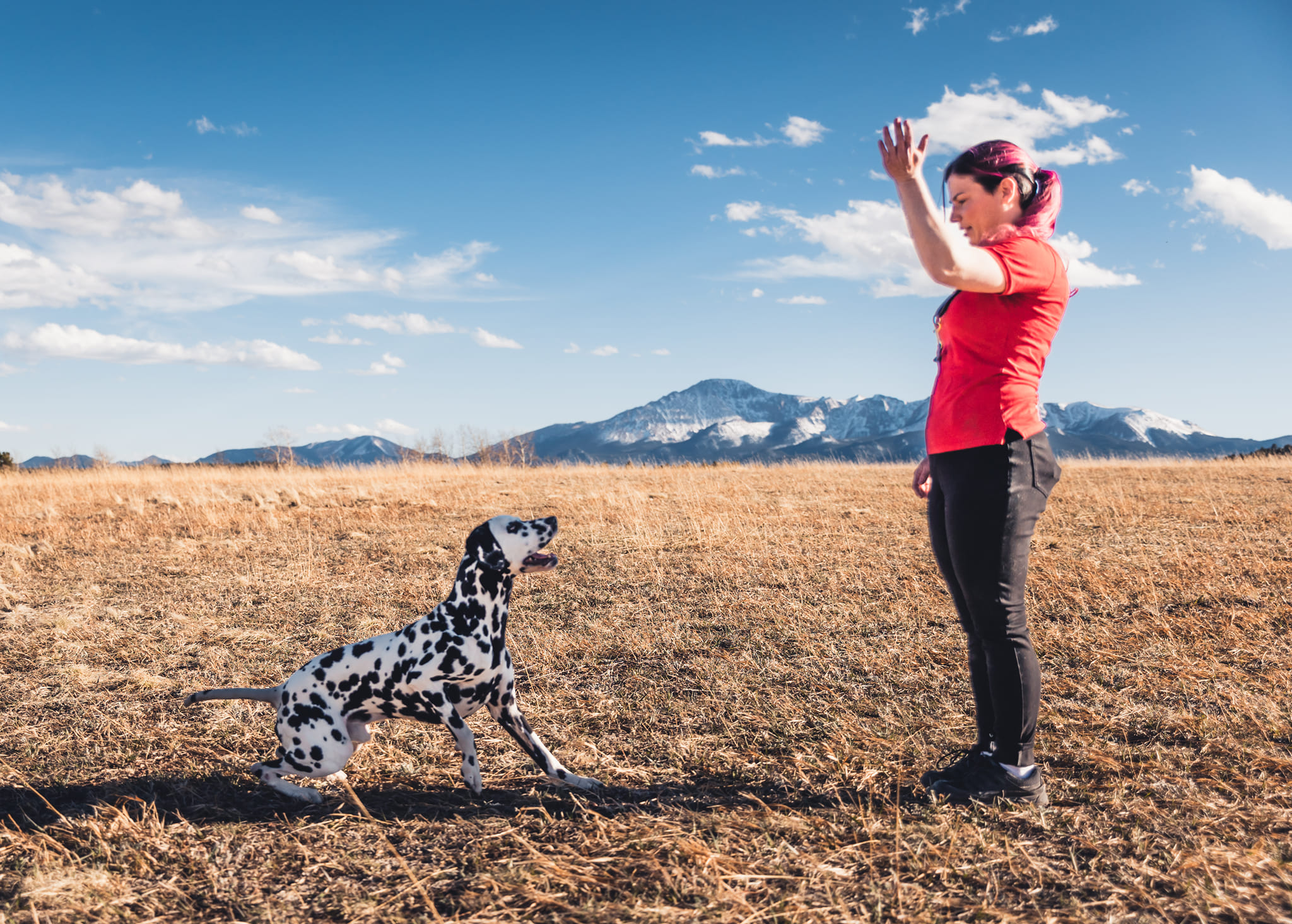 Happy Dog engagement in position command by trainer outdoors