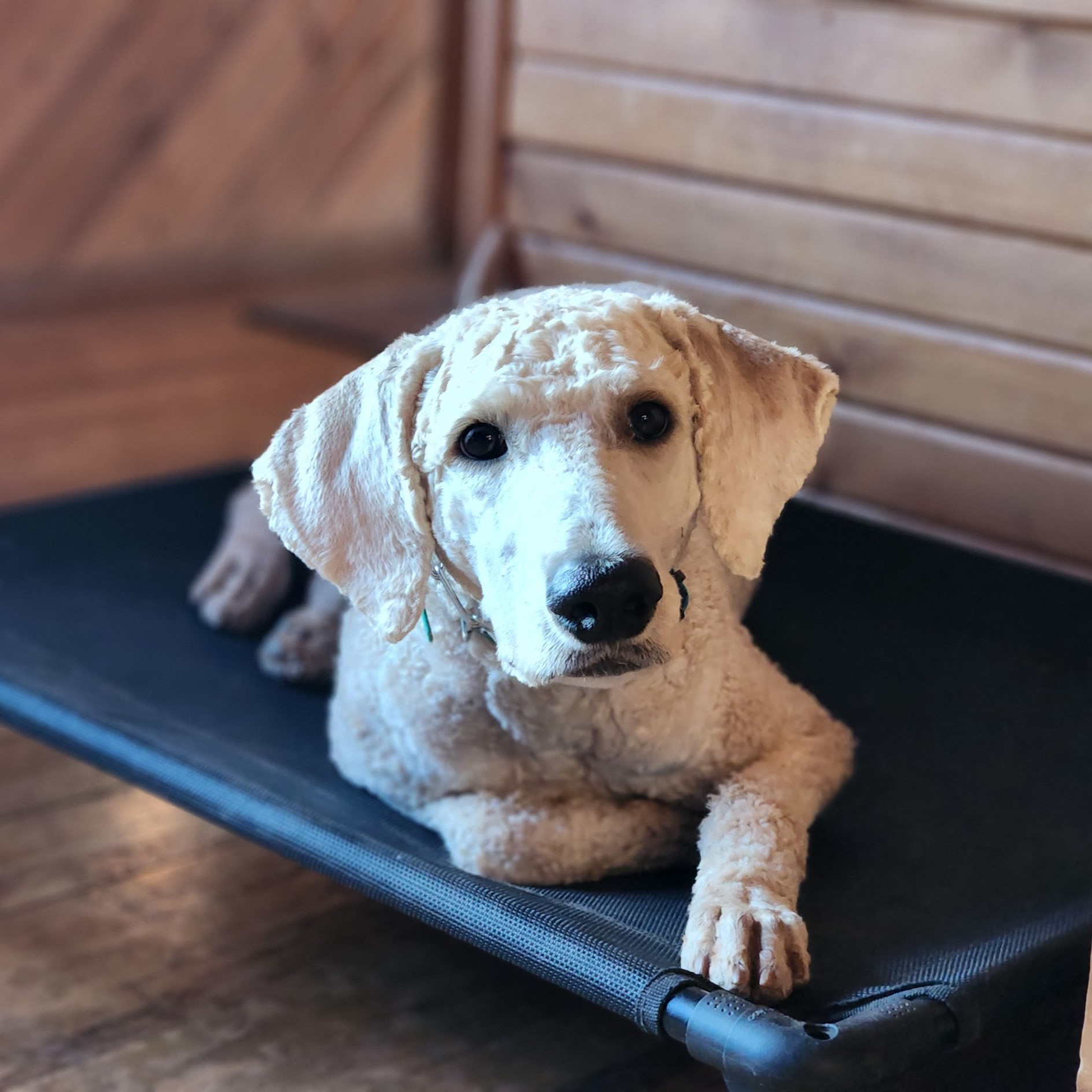 Dog sits in a place bed during board and train program