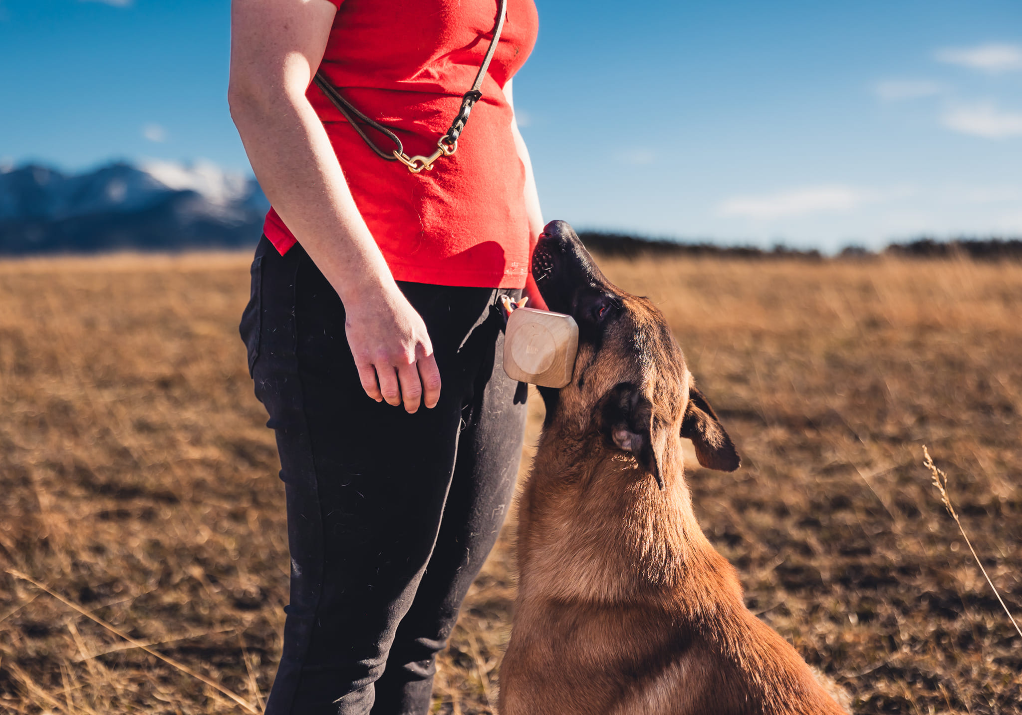 Close up of dog returning dumbbell to handler in front position