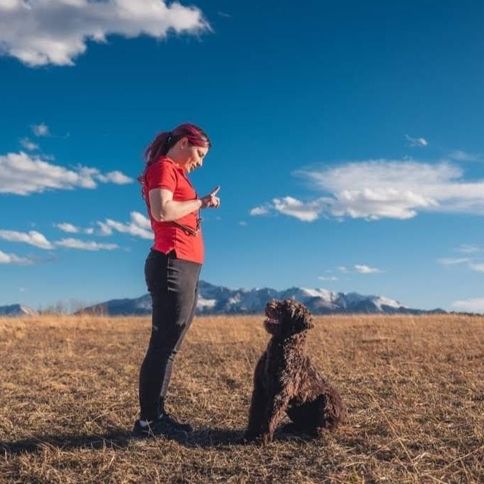 Service dog sits on command paying attention to trainer in outdoor setting 