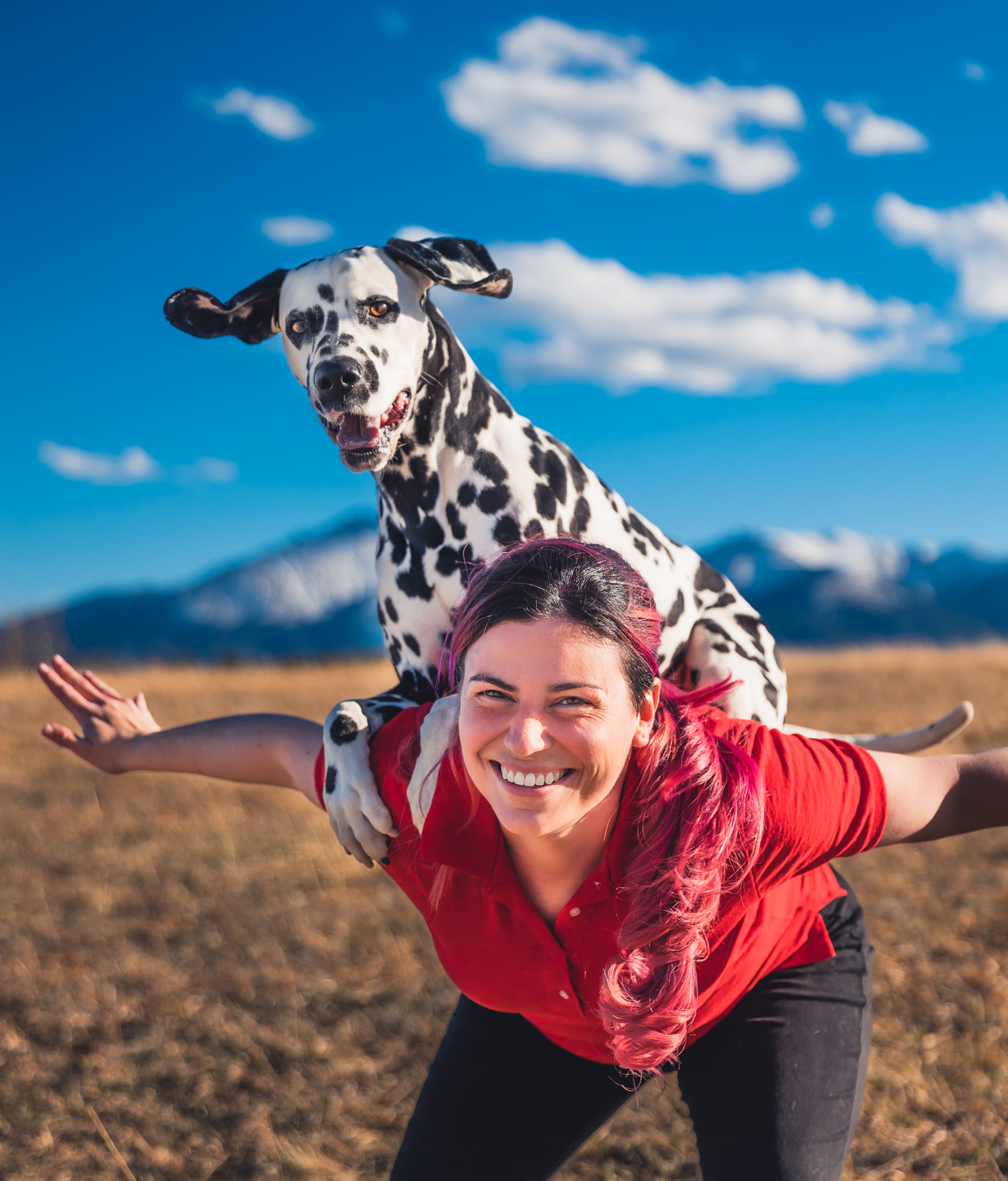 Highly trained dalmatian stands on the back of her trainer