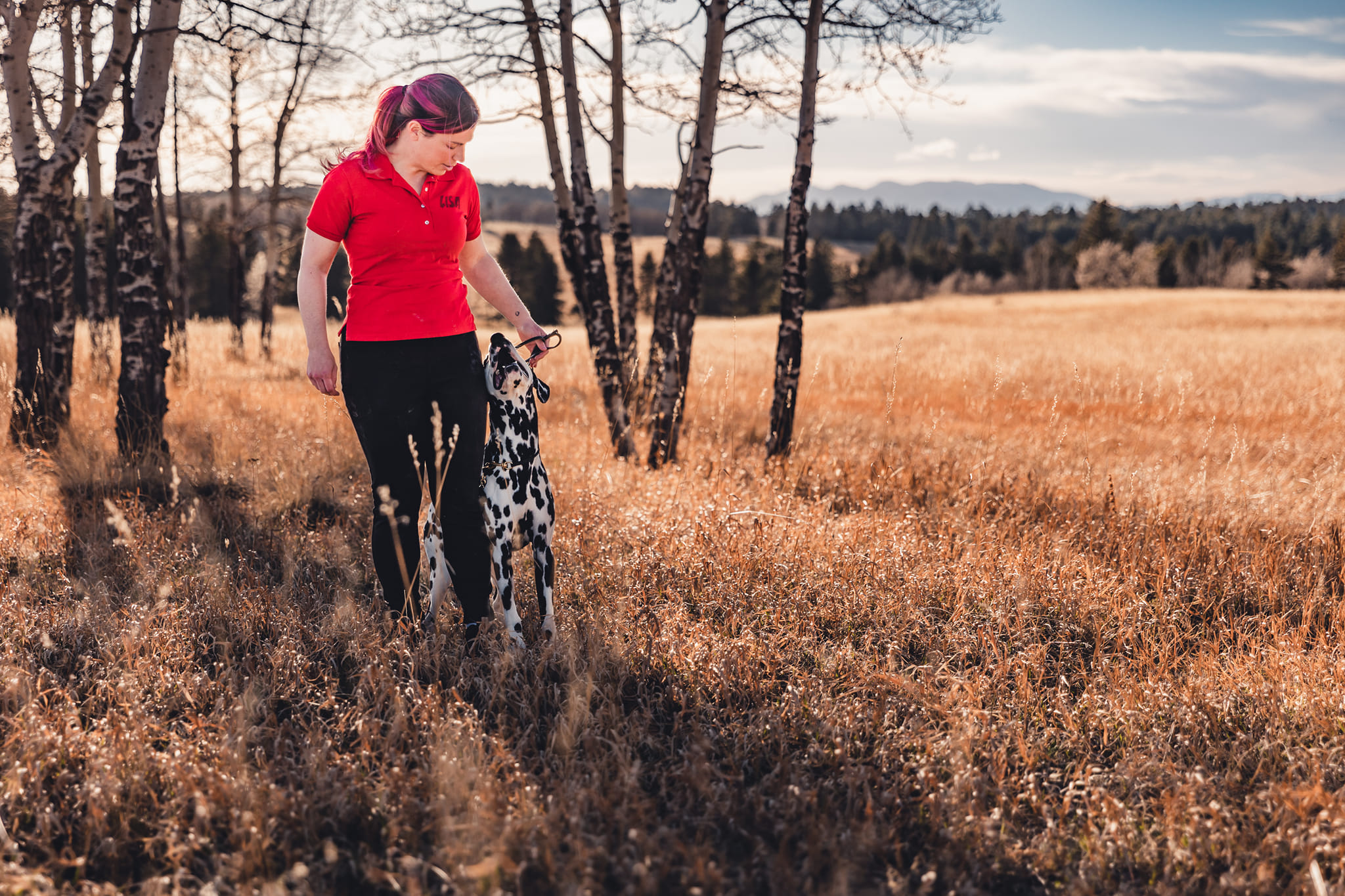 Dalmatian heels with trainer in the forest while looking at trainer