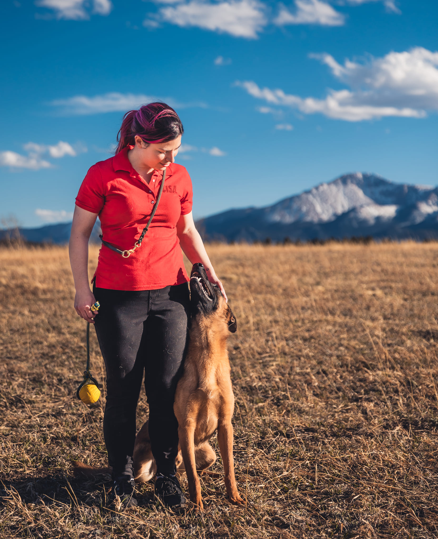 Happy unleashed Malinois dog engaged sitting in heel by the trainer who is holding a toy for reward while looking at her in outdoor location