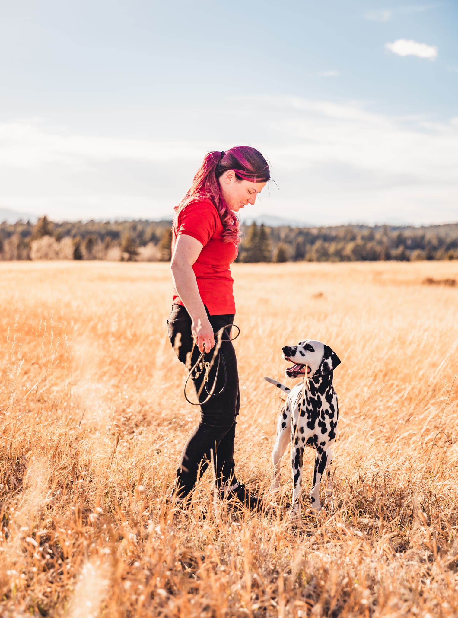 Service dog pays attention to trainer