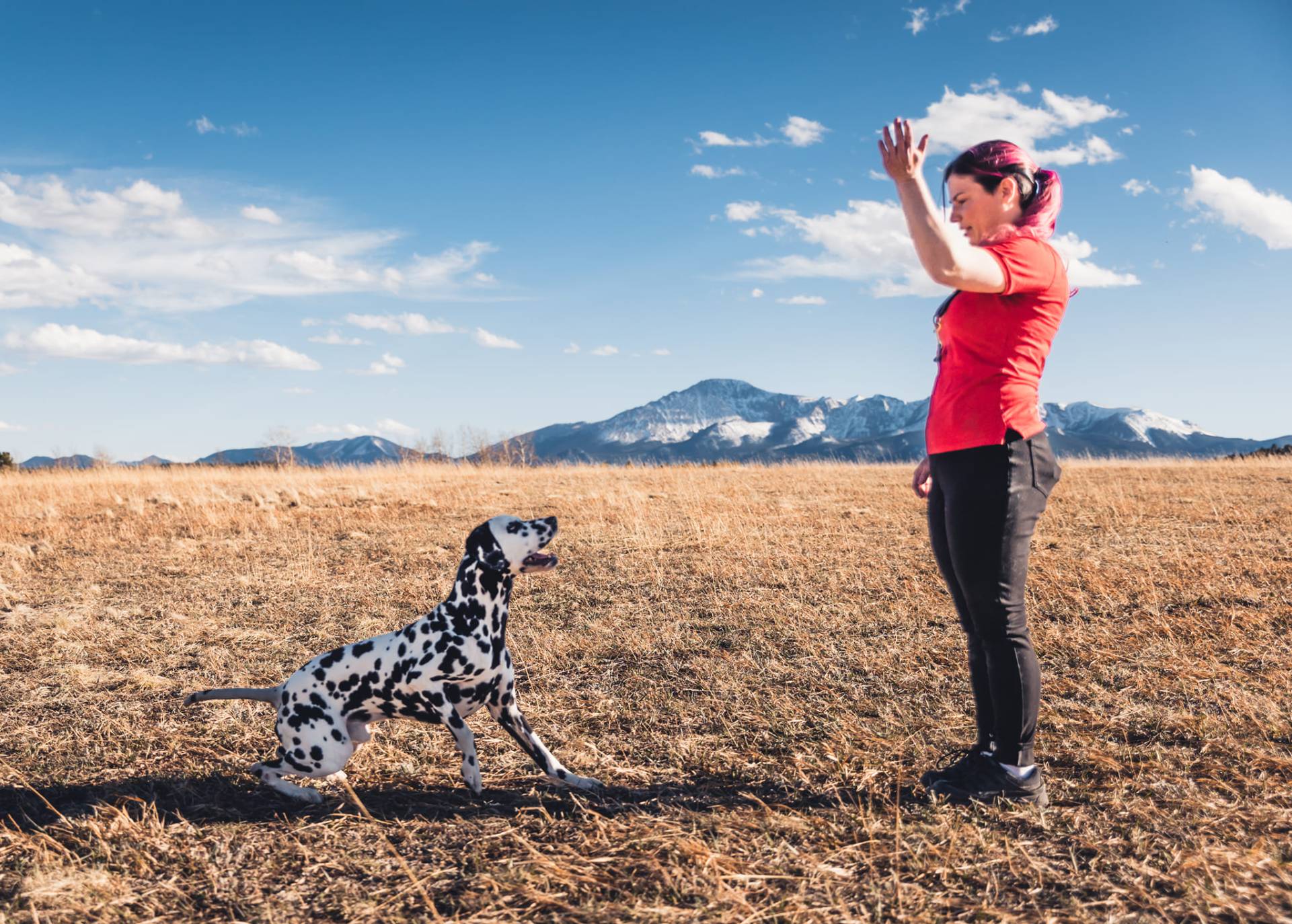 Dog Command Positions Happy Dog engagement in position command by trainer outdoors