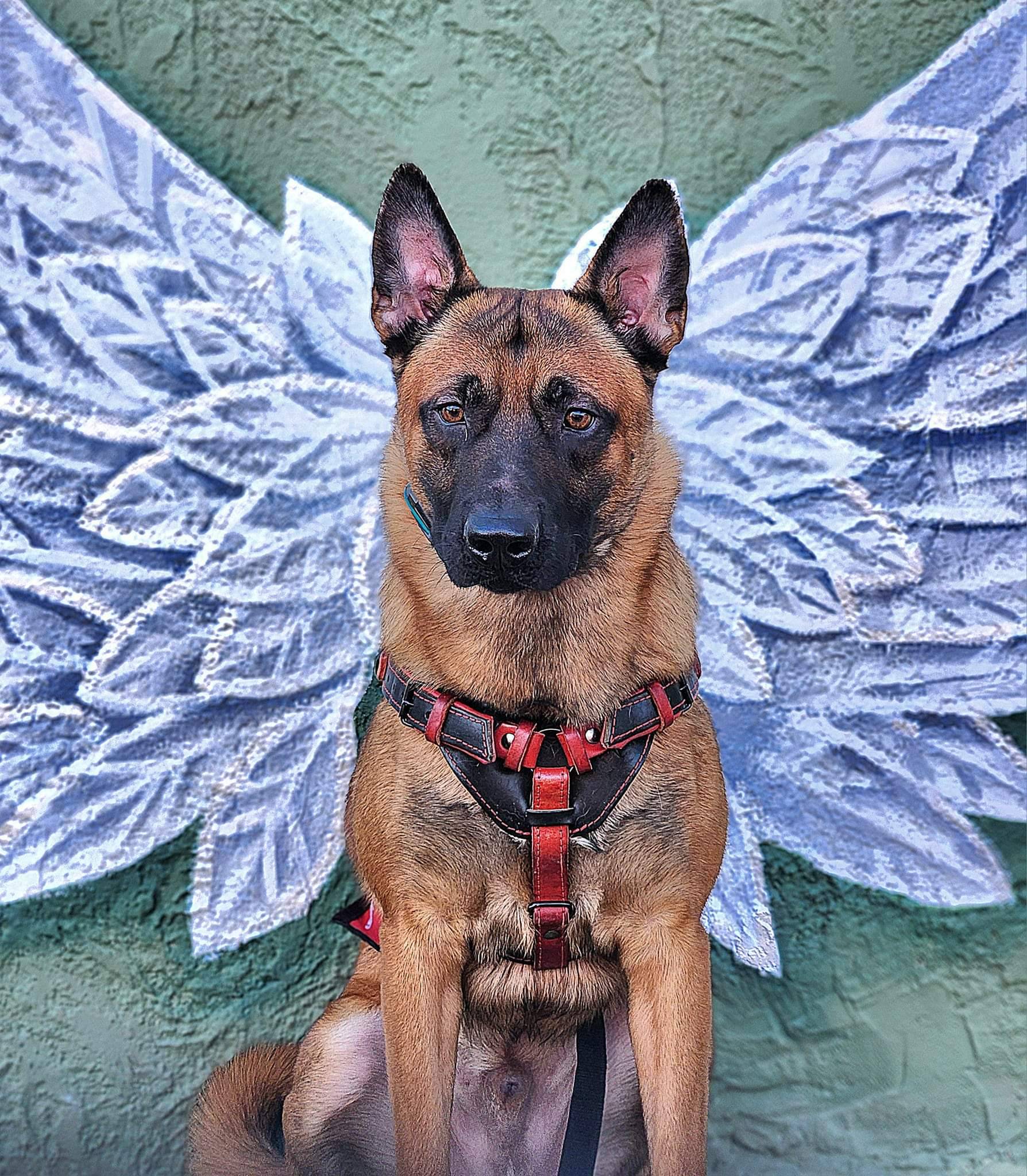 Buzz (Program Dog) Program dog buzz looking for final placement