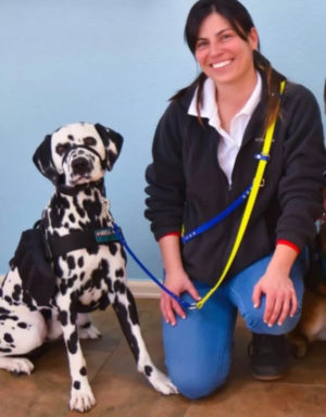Service dog handler knees by sitting dalmatian service dog.