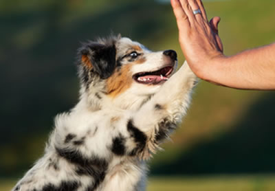 Service dog standards vs accreditation