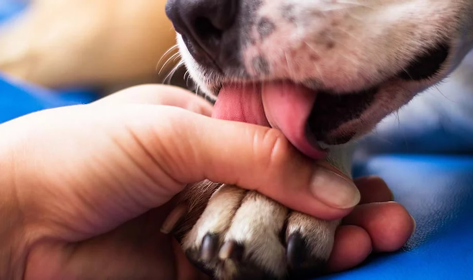 Dog licks the hand that holds dog paw
