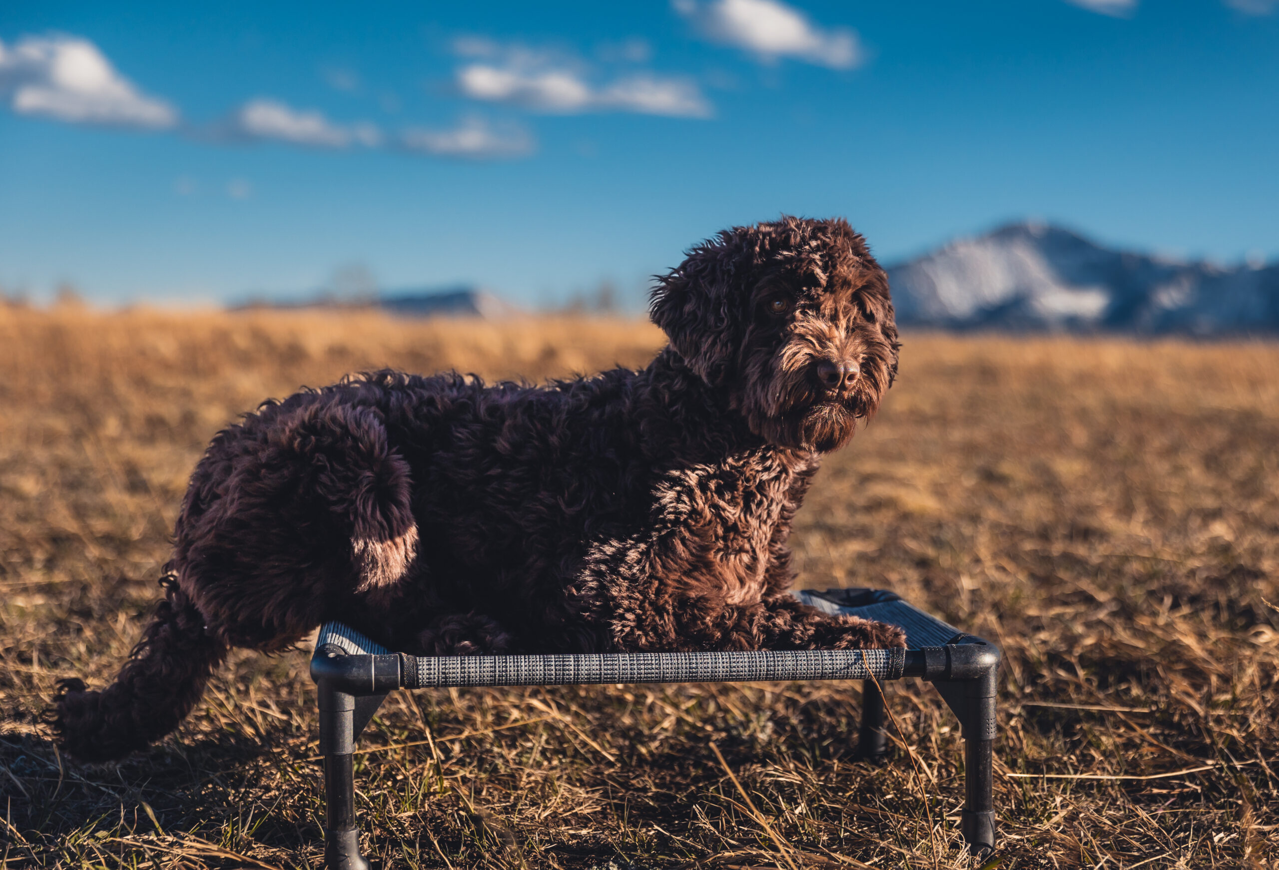 star Australian Labradoodle service dog 2 scaled