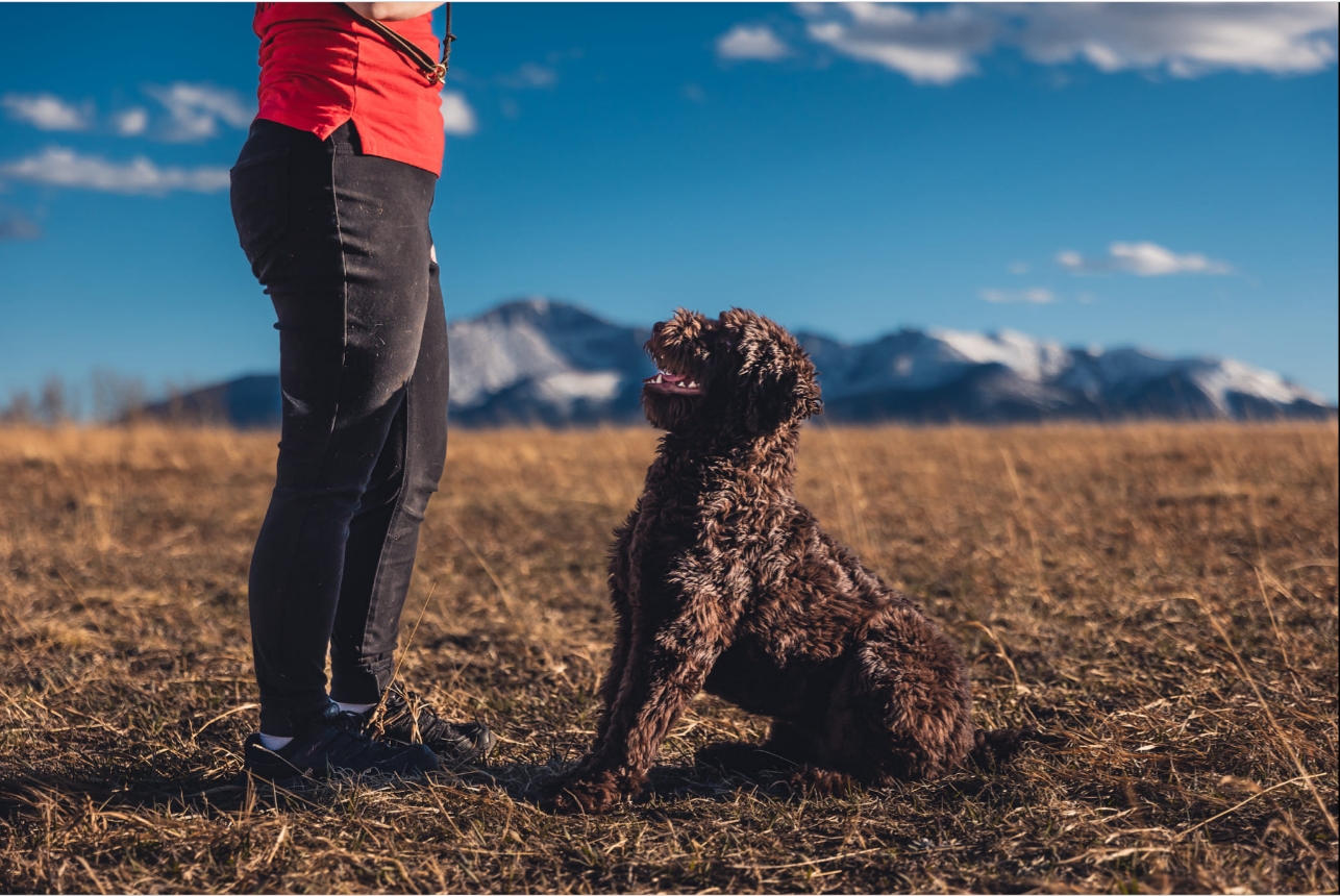 Service dog sits on command paying attention to trainer in outdoor setting