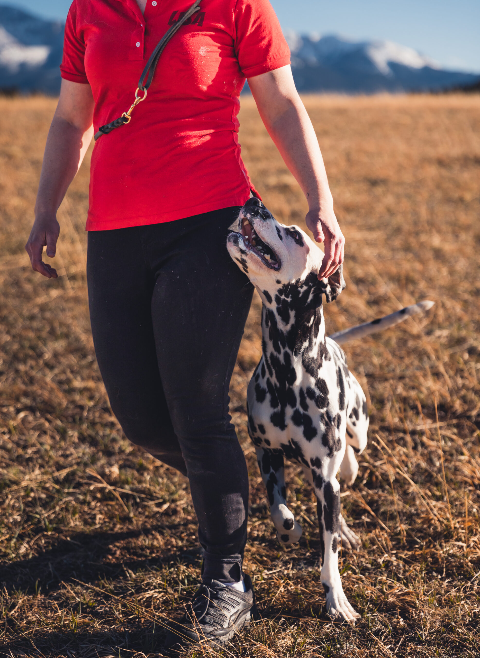 Dalmatian heels close to trainer in outdoor setting in Colorado Springs