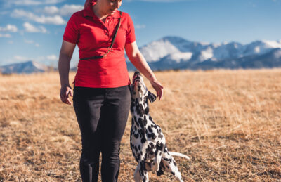 Dog trainer has dalmatian heeling close