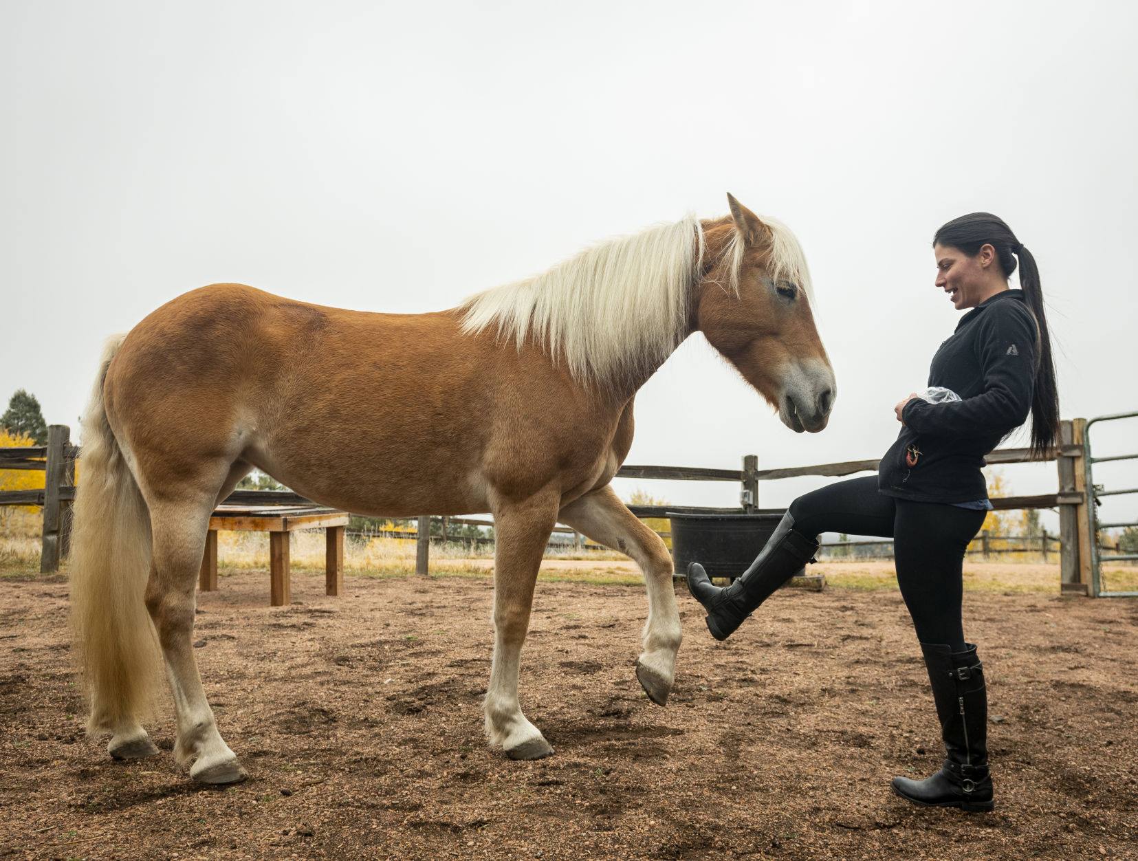 Animal trainer and therapist 's foot touches horses paw
