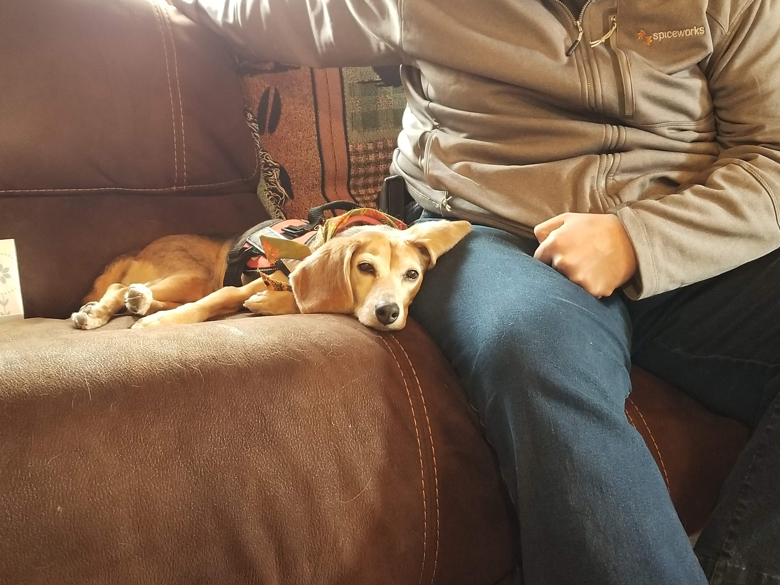 Therapy dog (beagle) sits next to client during therapy section