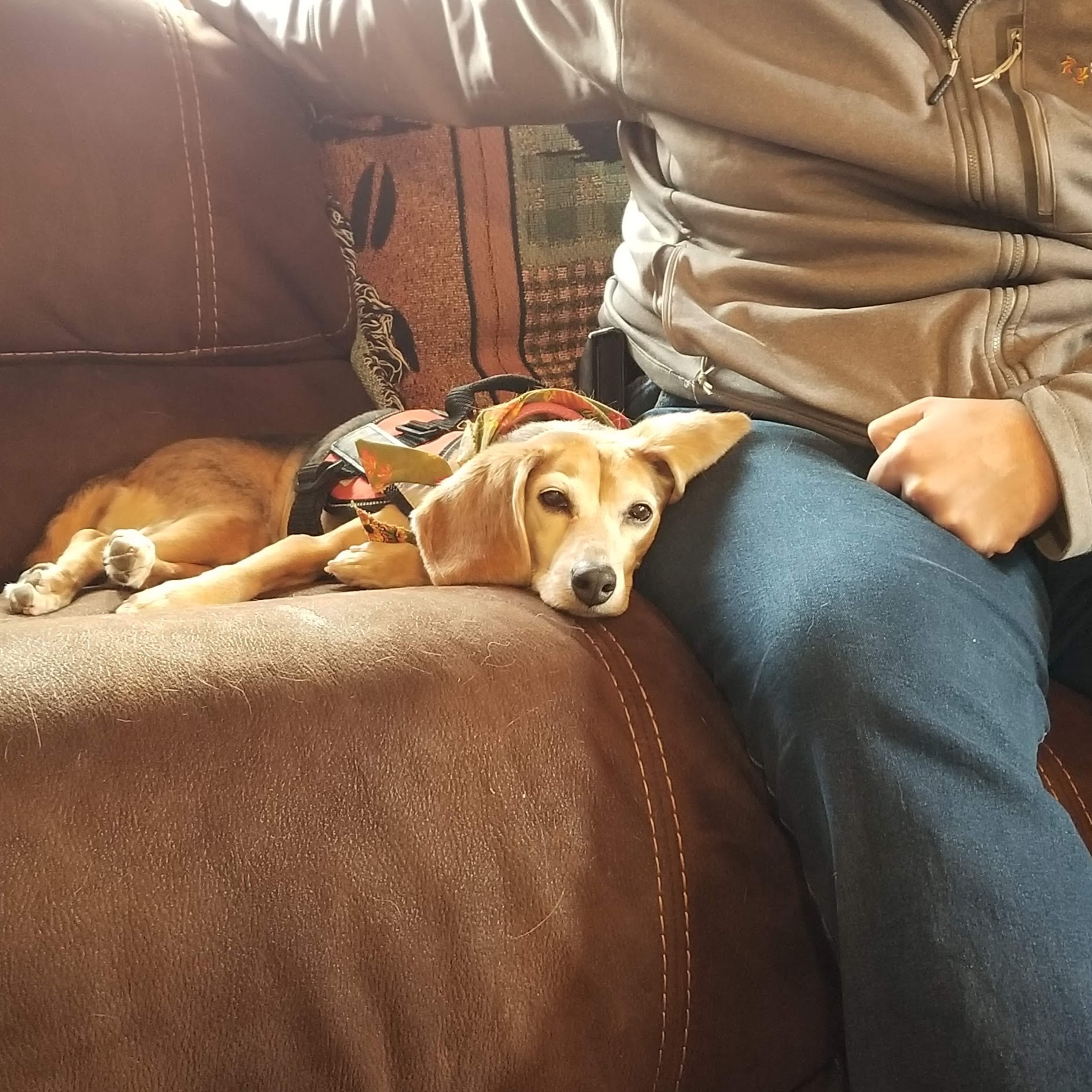 Therapy dog (beagle) sits next to client during therapy section