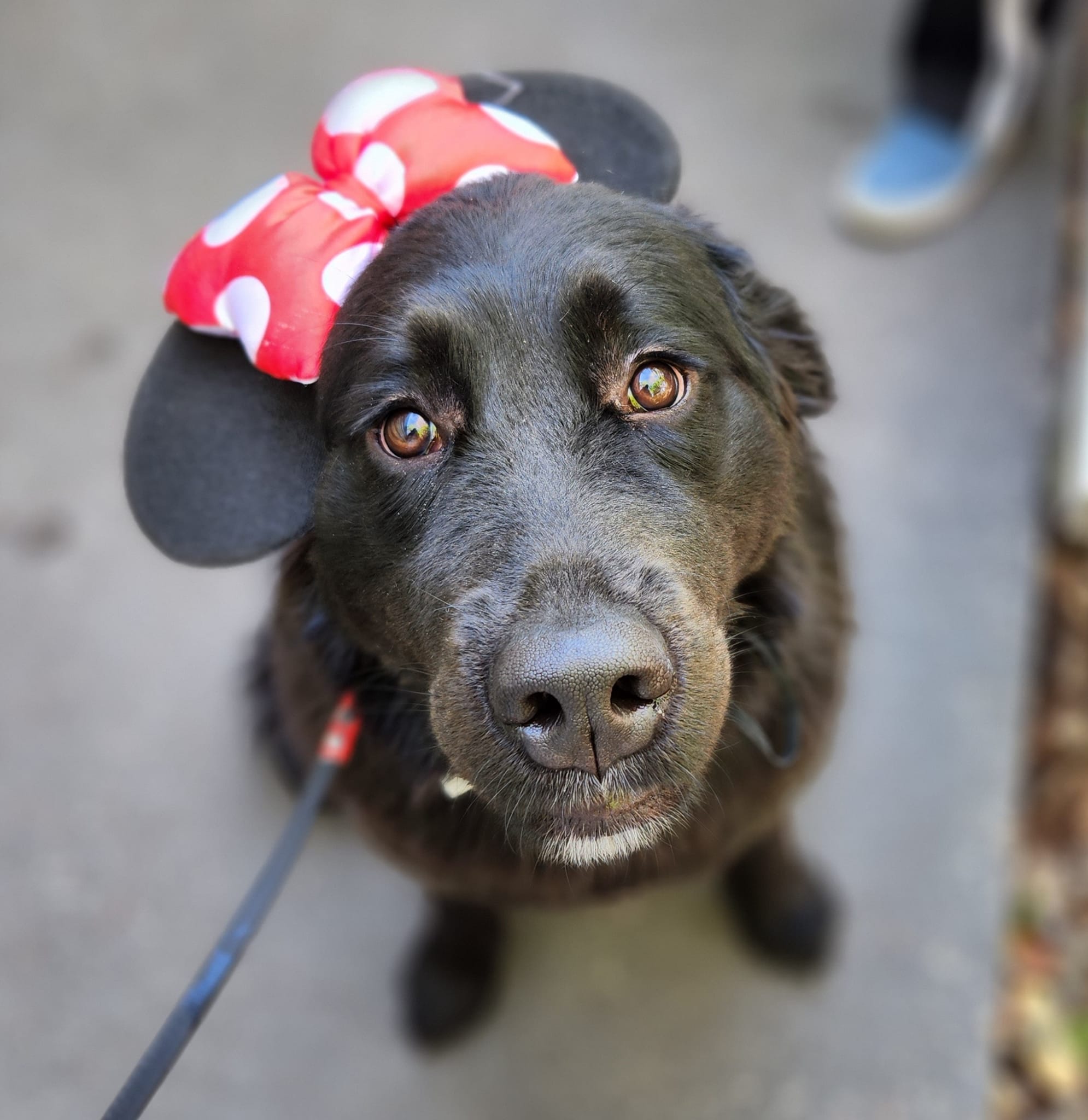 Siri the Service Dog with a Bow