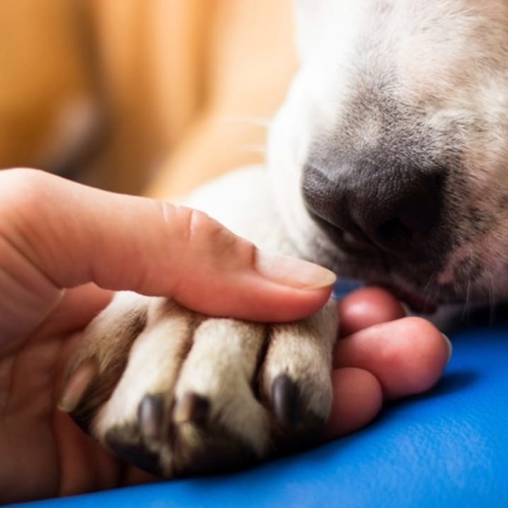 Emotional support animal has paw held by human hand