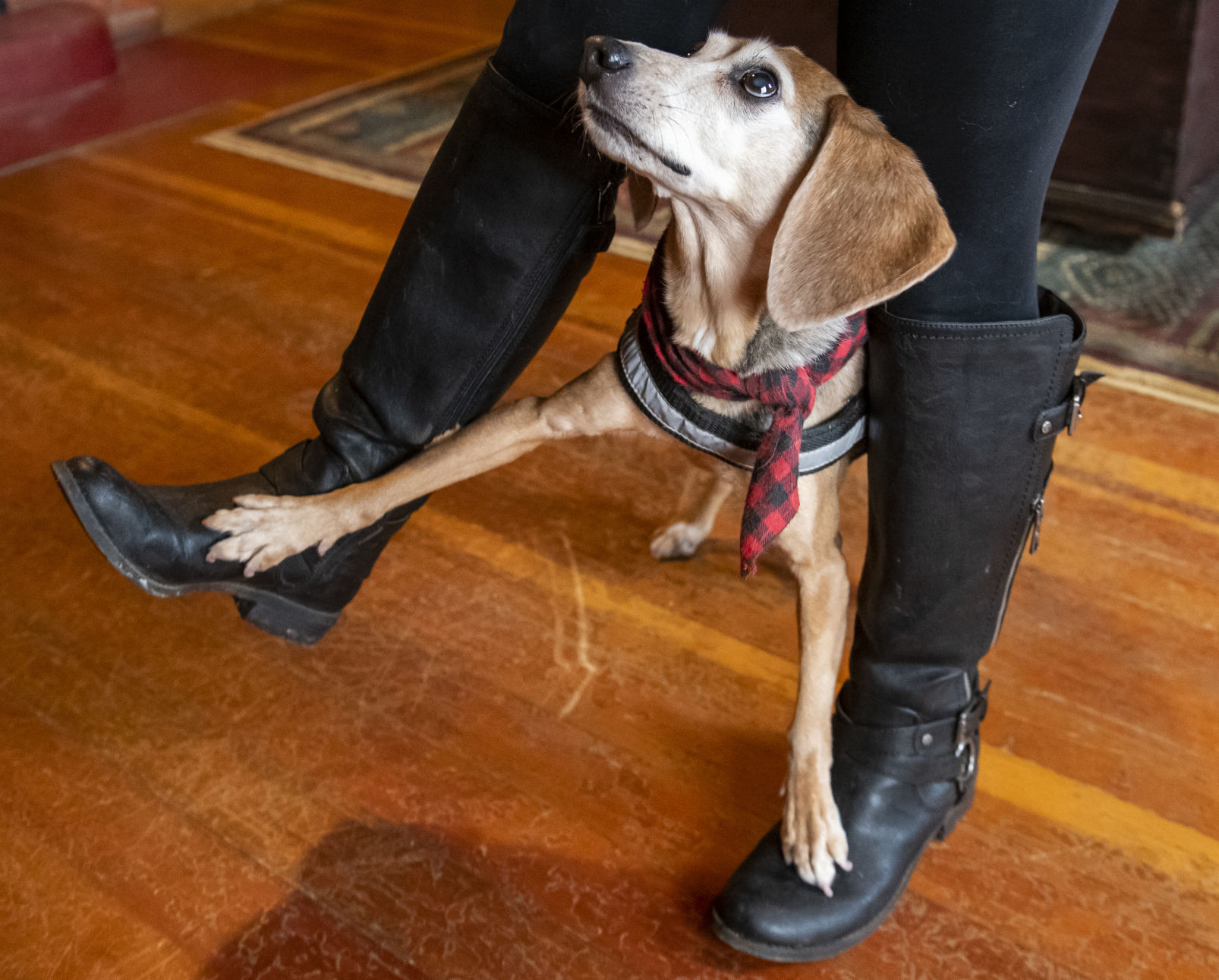 Beagle trained to do a trick between trainer's legs