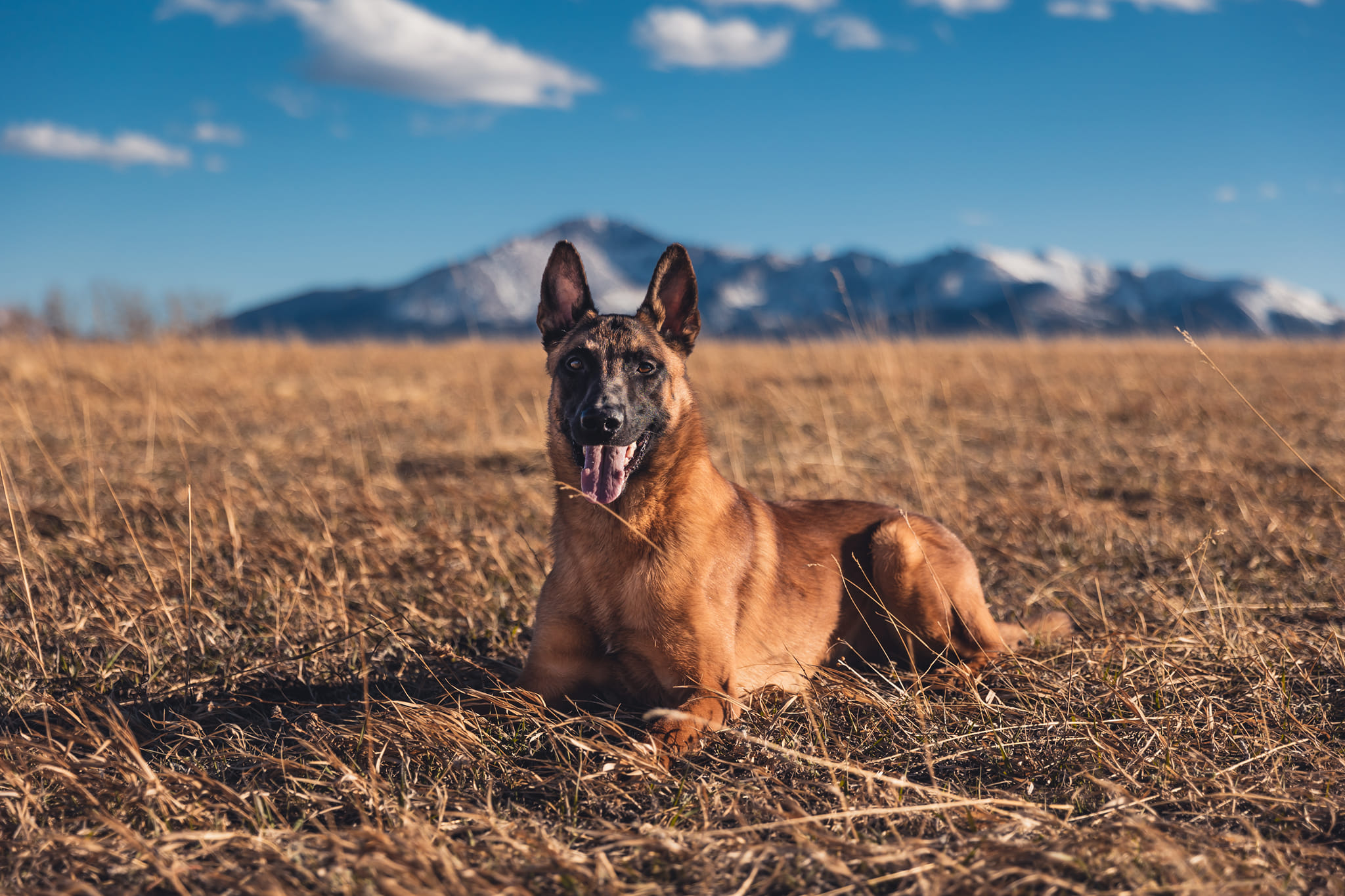 Malinois service dog poses in down position in front of pikes peak
