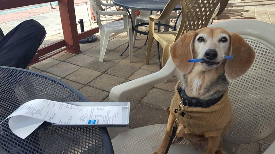 Service dog offers pen for client to sign contract