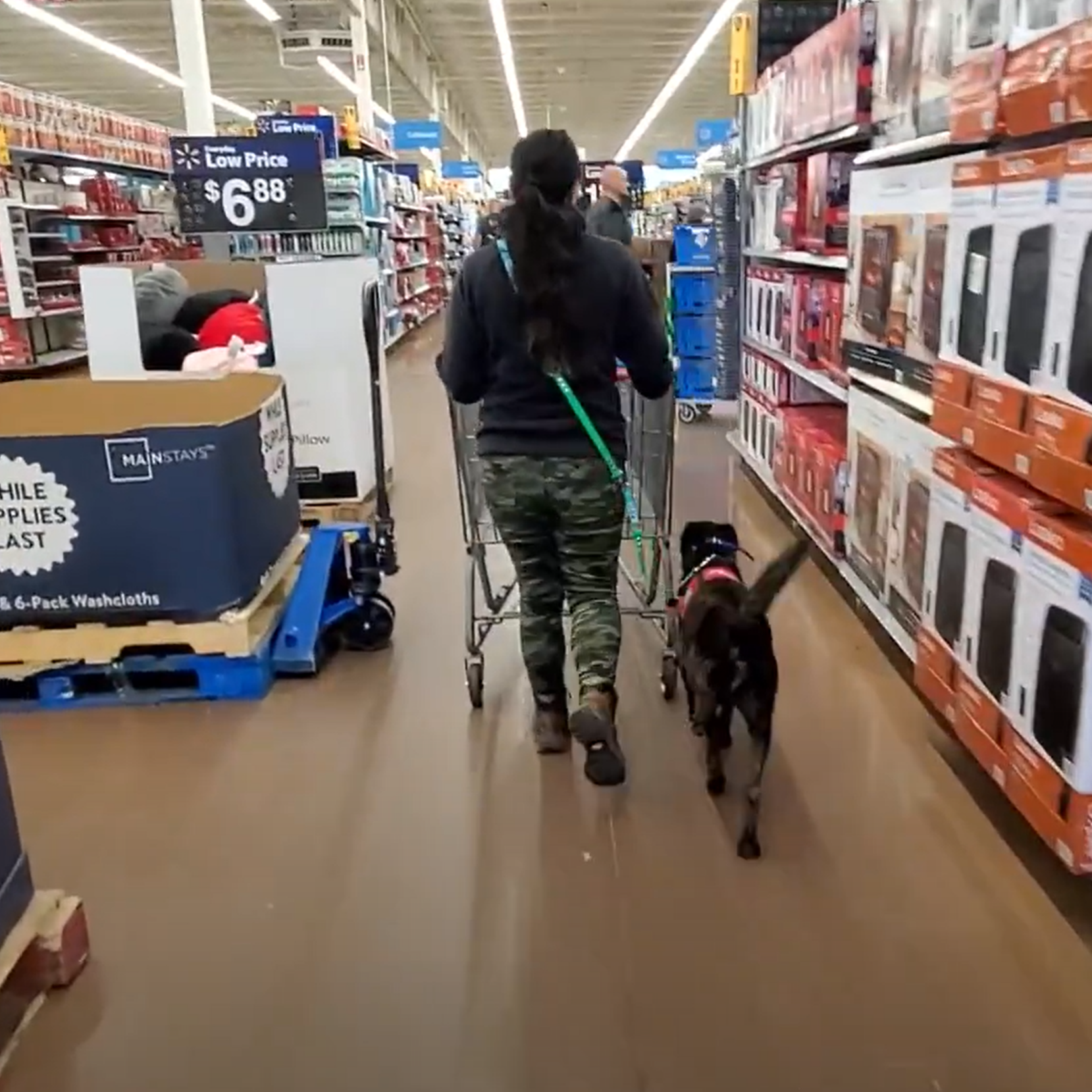Service Dog follows trainer in supermarket during Public Access Training