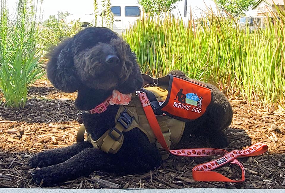 Service dog in gear lays down