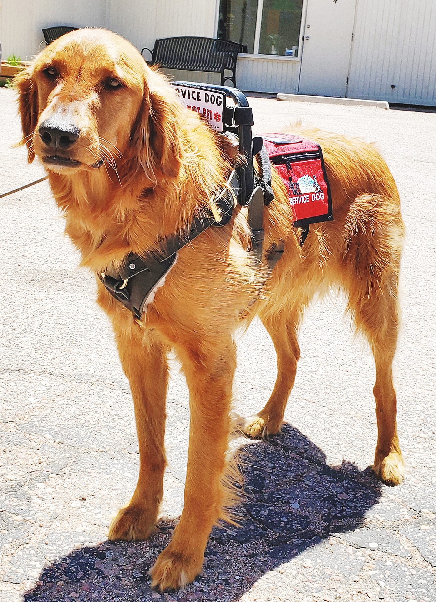 Service Dog Training Stand in Gear