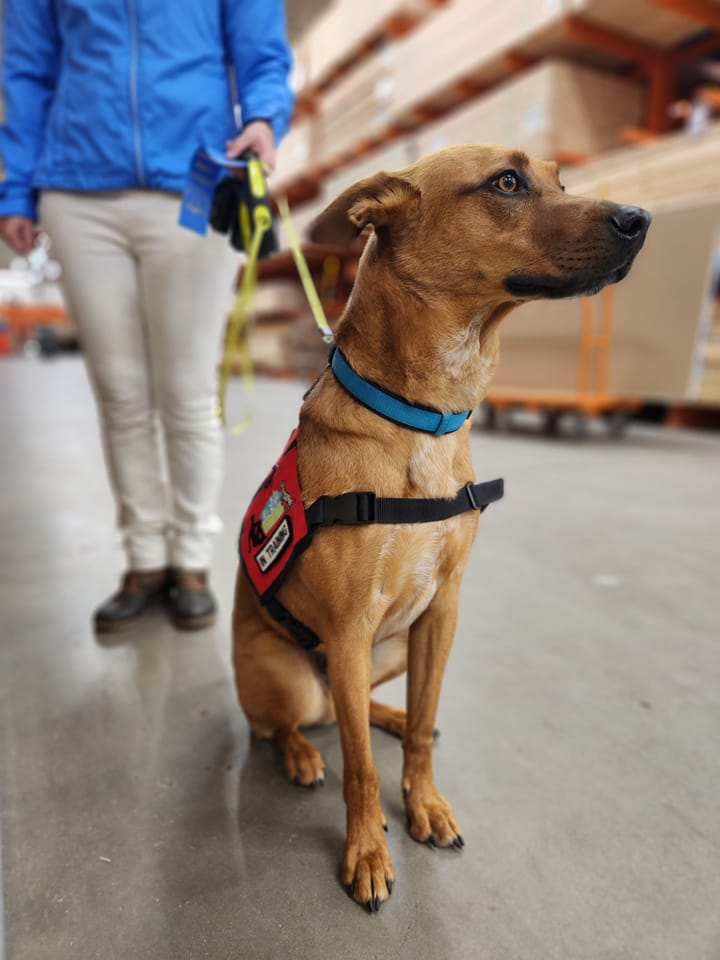 Hearing service dog helps handler in public setting