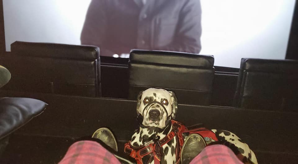 Service dog lays down and minds handler during movie