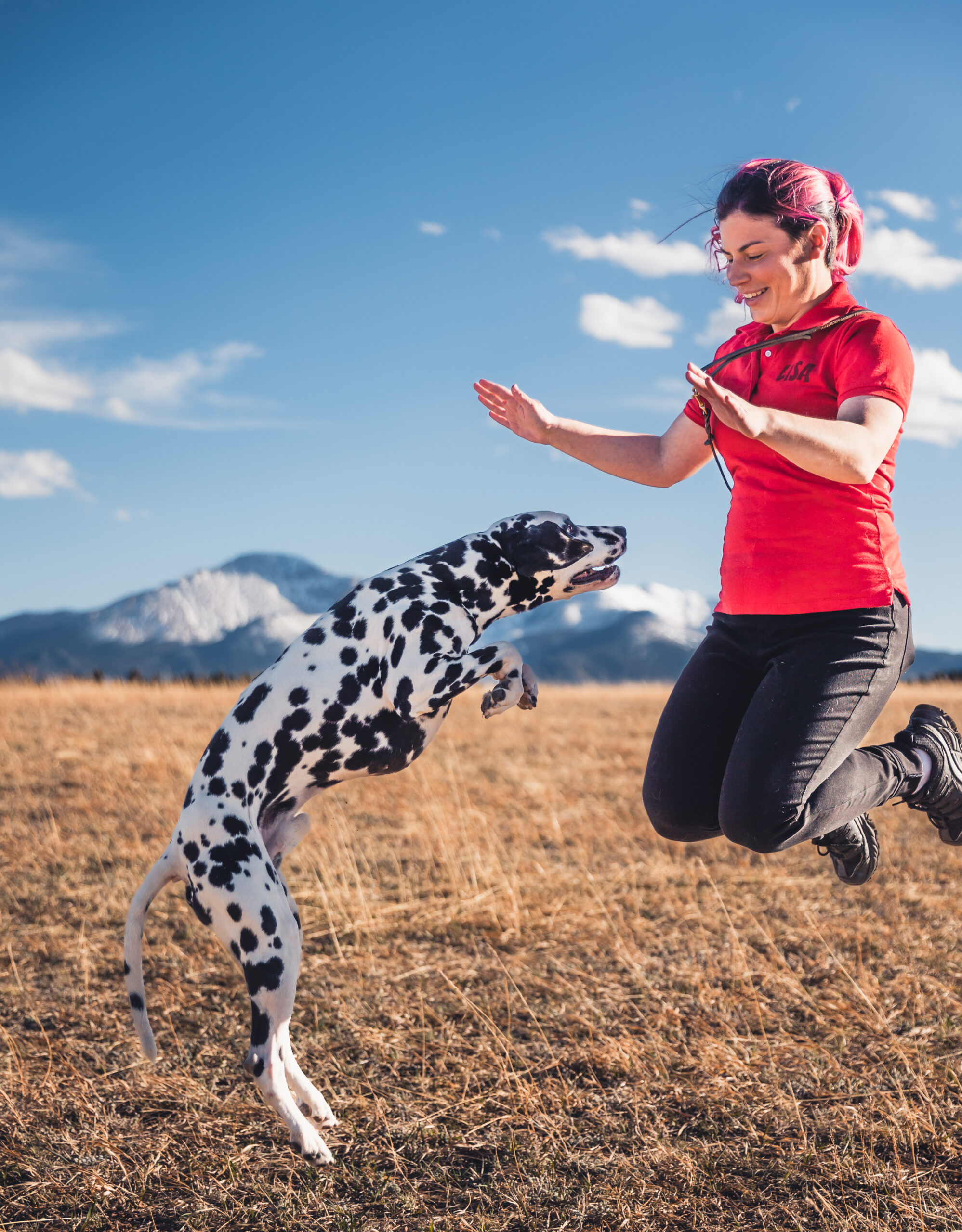 A service dog dalmatian jumps in the air in synch with trainer