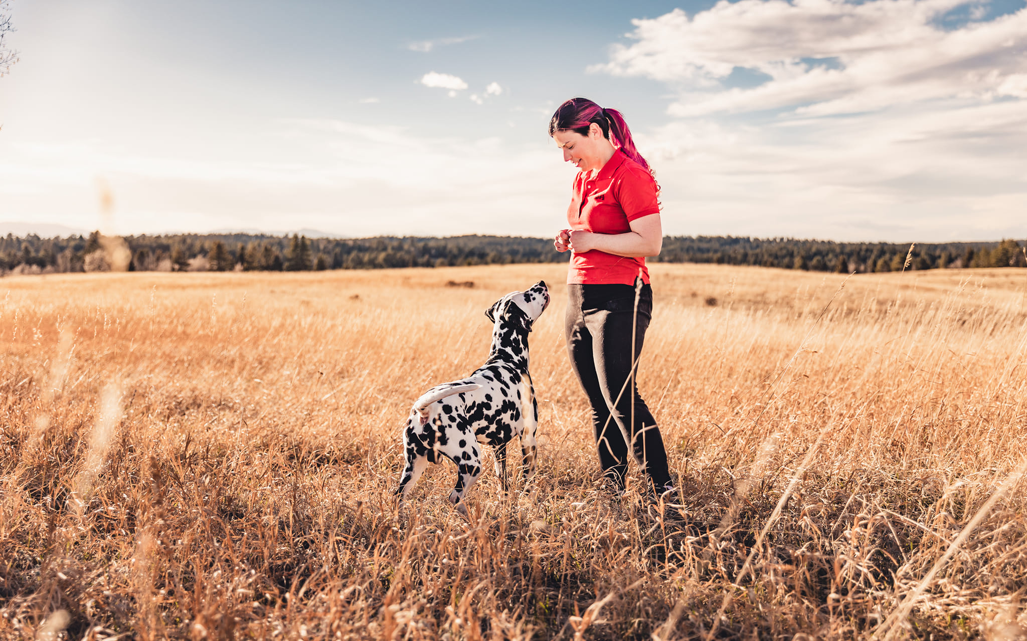 Trainer has focus of dalmatian in outdoor setting