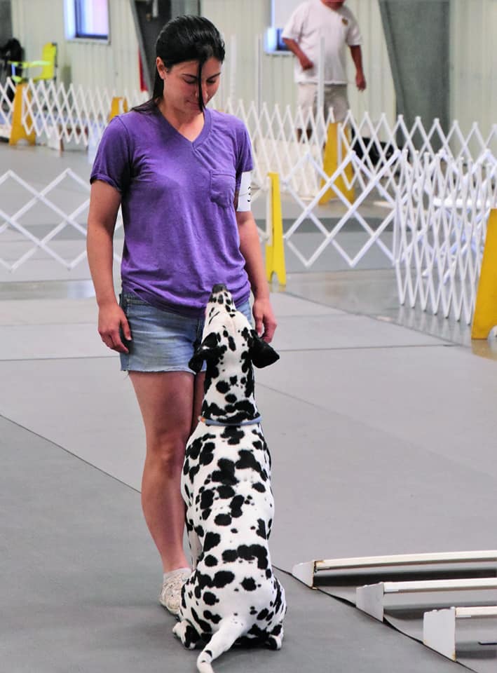 Dalmatian in front position during obedience trial
