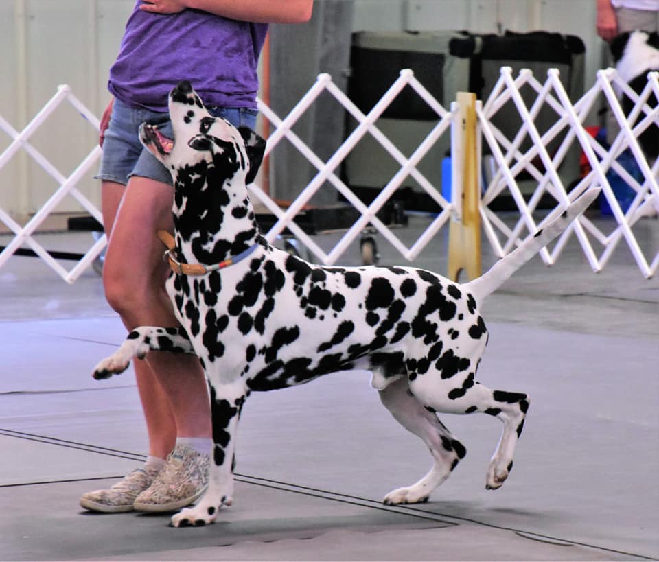 Dalmatian trots in heel during obedience trial