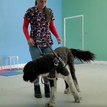 Multipurpose service dog harbor works with trainer