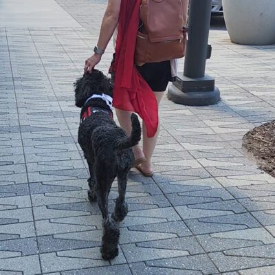 Multipurpose service dog accompanies handler in public access