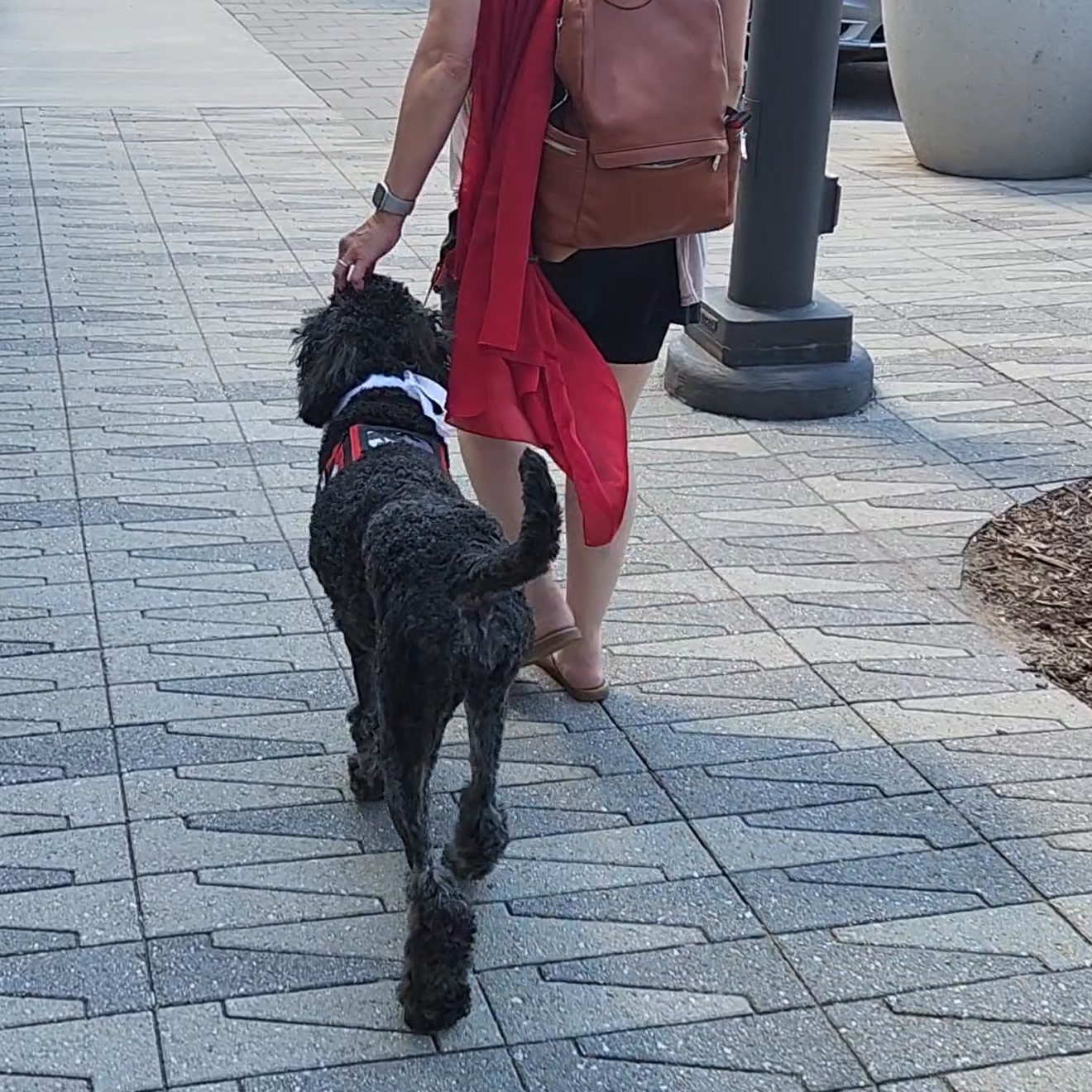Multipurpose service dog accompanies handler in public access 
