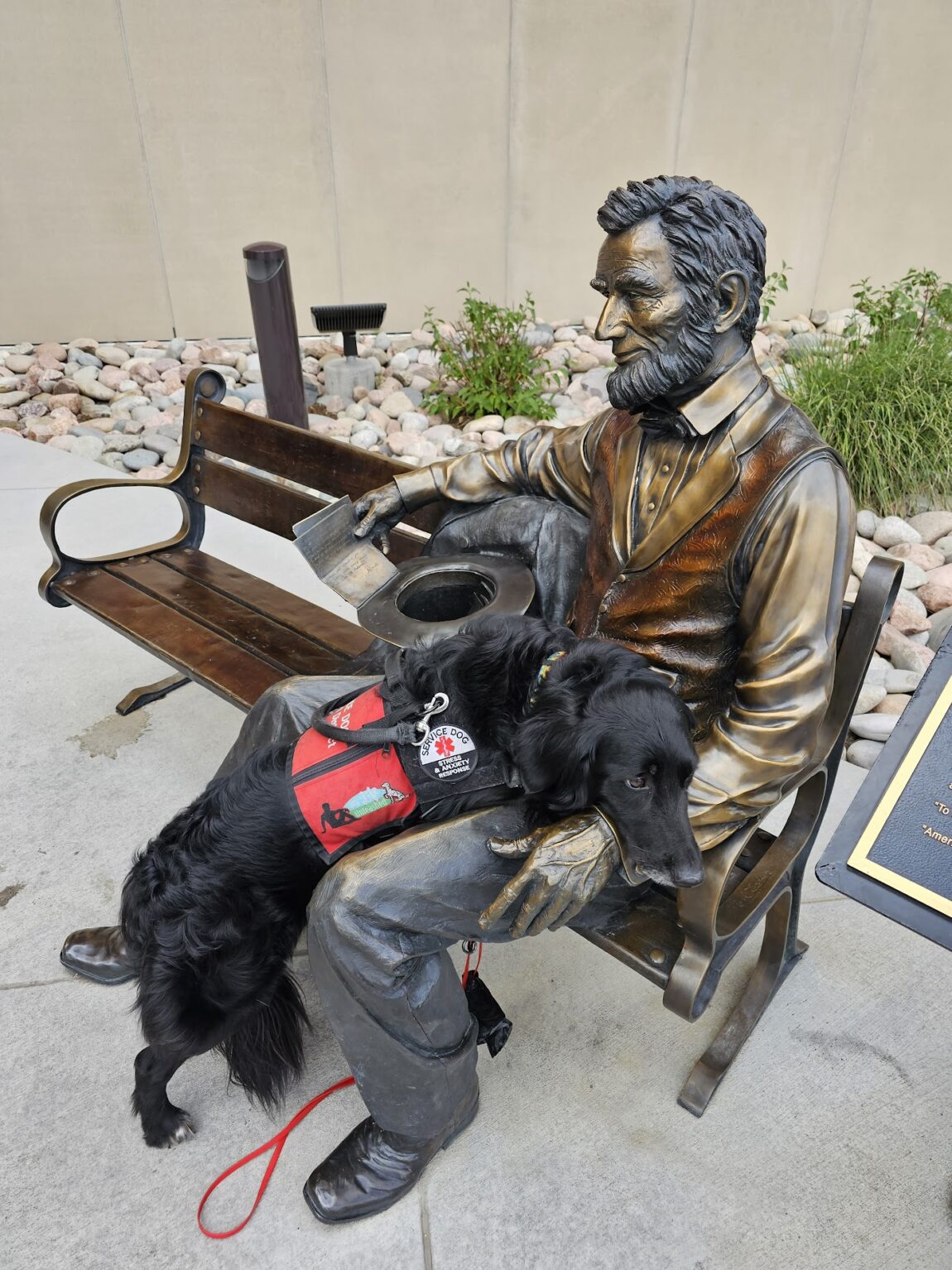 Siri the Service Dog applies pressure on Lincoln