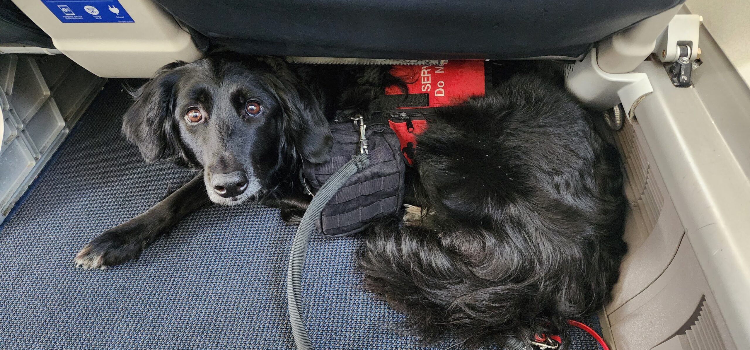 Psychiatric Autism Service Dog works for handler during a Flight