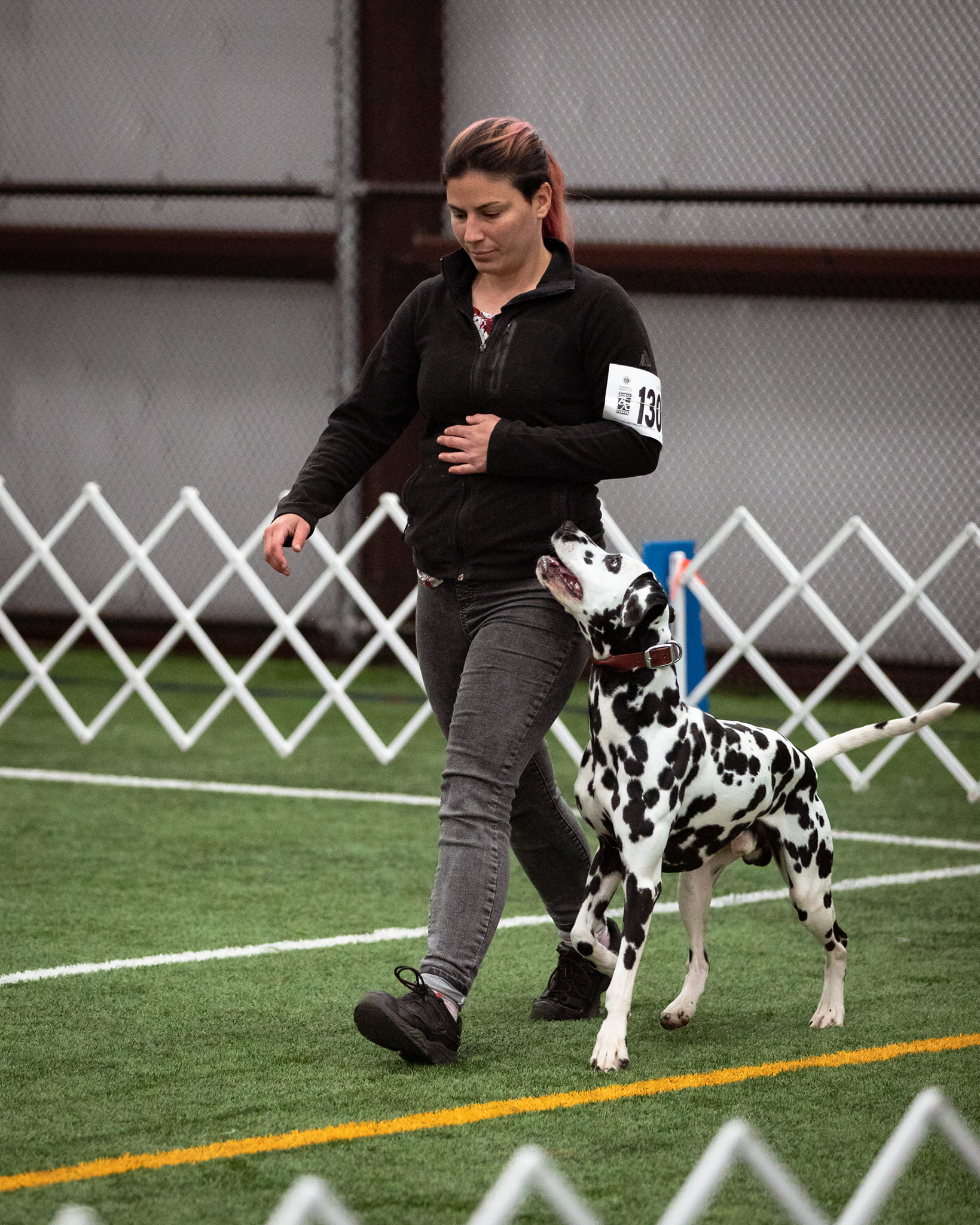 Dalmatian heels during obedience competition