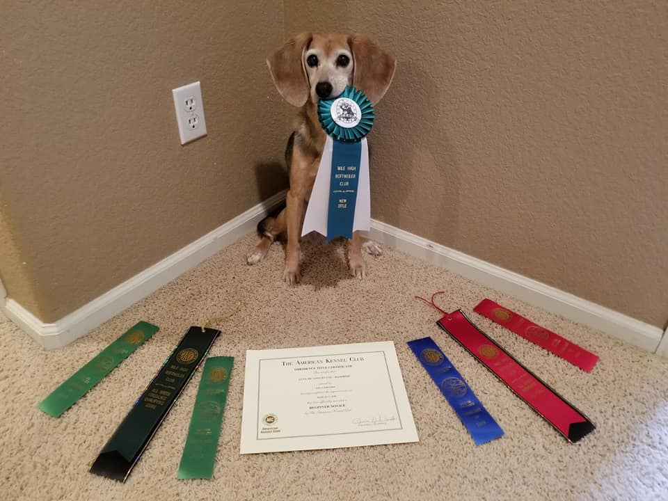 Dog showcasing obedience titles