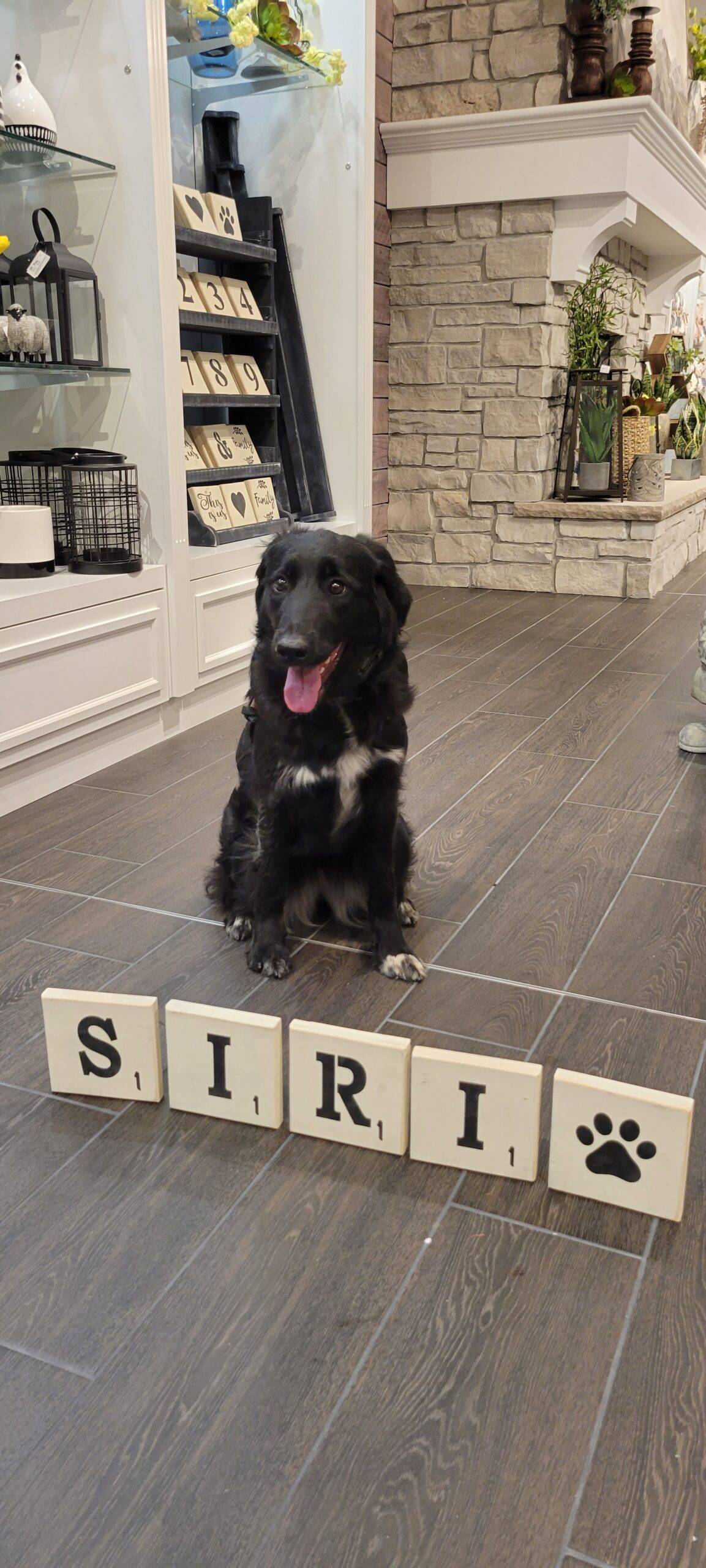 Multipurpuse service dog